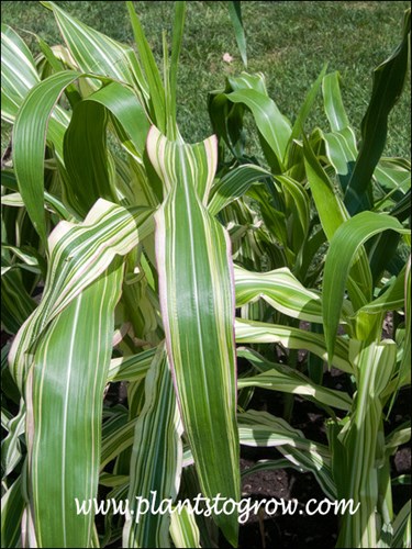 Tiger Club Corn (Zea mays) 
A tinge of pink on this leaf.